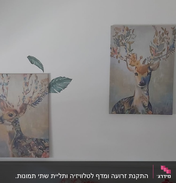 תמונות של איילים על קיר לבן